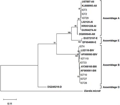 Multilocus sequence typing of Giardia duodenalis genotypes circulating in humans in a major metropolitan area